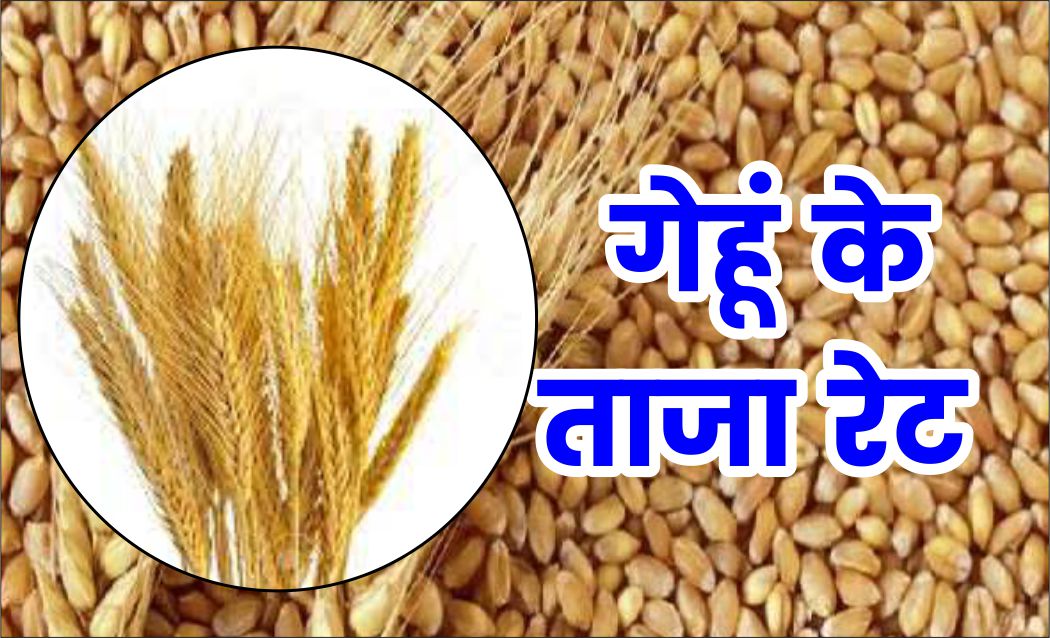 आज के गेहूं Wheat के लाइव रेट wheat kanak gehu  Rate 18-04-2023
