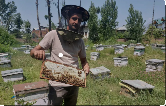 Honey Bee Farming: मधुमक्खी पालन में है बड़ा मुनाफा, यह विधि अपनाकर आप भी हो जाएंगे मालामाल