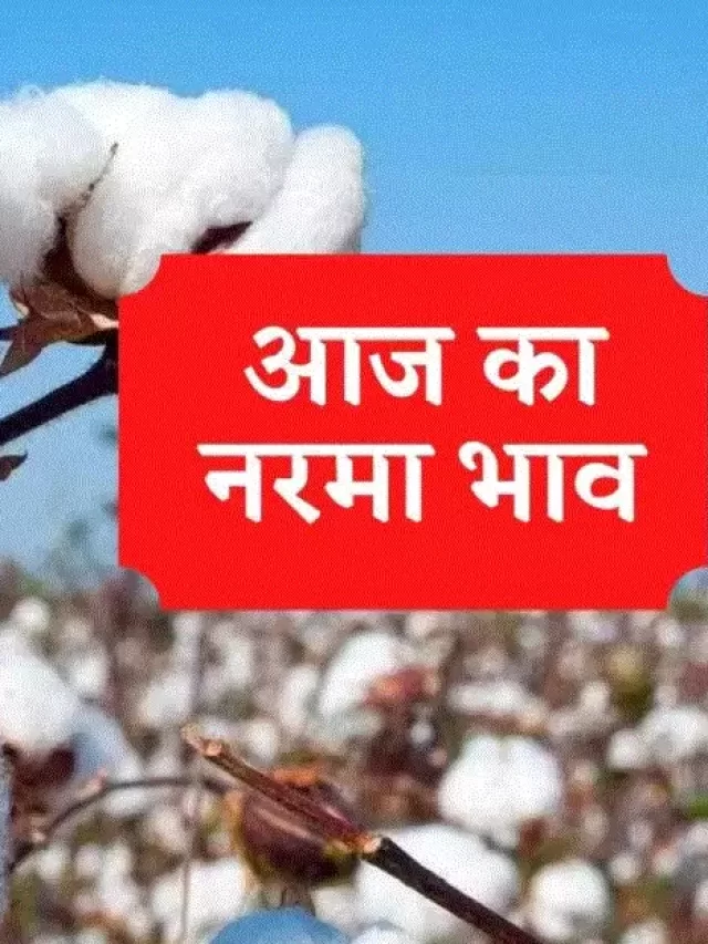 Narma Bhav today, आज का नरमा कपास भाव, cotton price