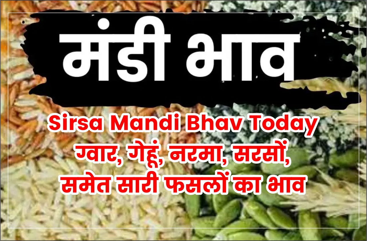 Sirsa Mandi Bhav Today ग्वार, गेहूं, नरमा, सरसों, समेत सारी फसलों का भाव