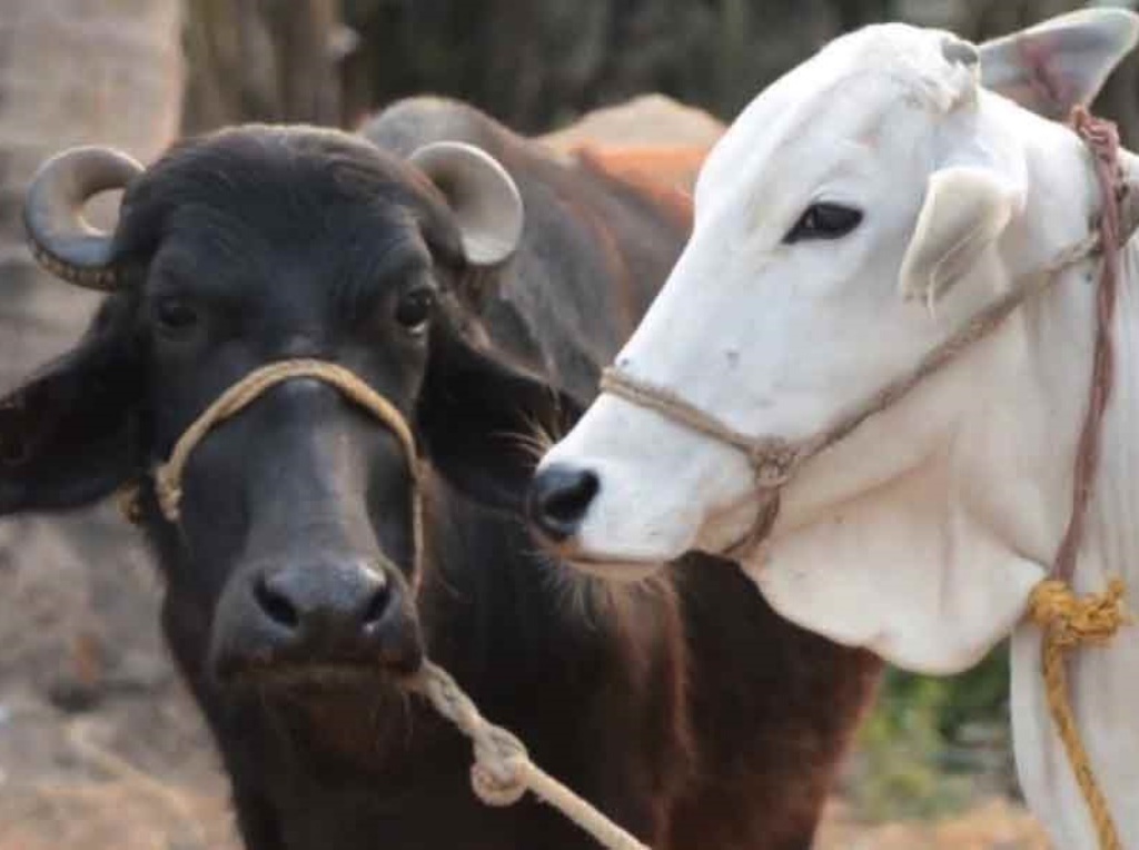 पशुपालकों को अब गाय और भैंस पालने पर मिलेंगे 1 लाख से भी अधिक रूपये,जानिए कैसे करें आवेदन