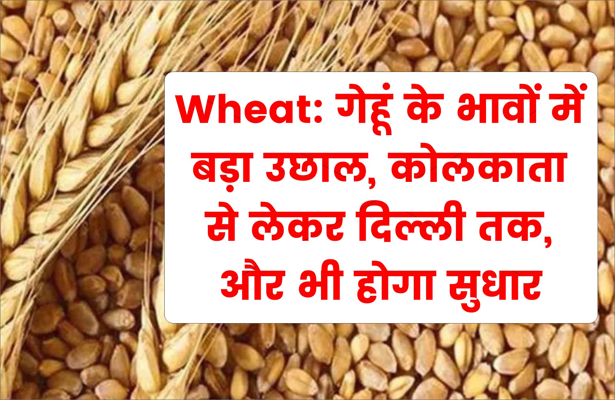 Wheat: गेहूं के भावों में बड़ा उछाल, कोलकाता से लेकर दिल्ली तक, और भी होगा सुधार