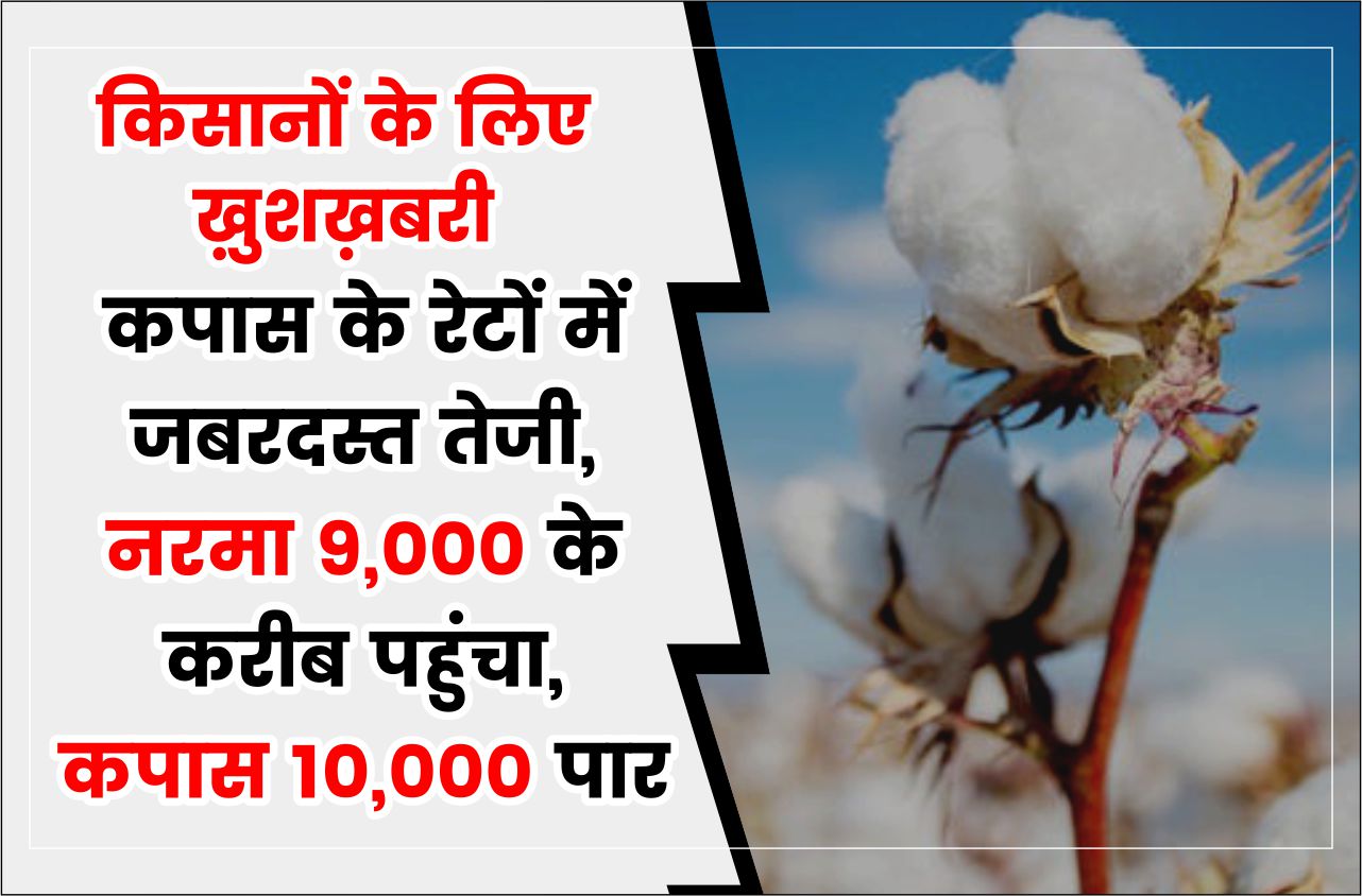 Narma Bhav किसानों के लिए ख़ुशख़बरी: कपास के रेटों में जबरदस्त तेजी, नरमा 9000 के करीब पहुंचा, कपास 10000 पार
