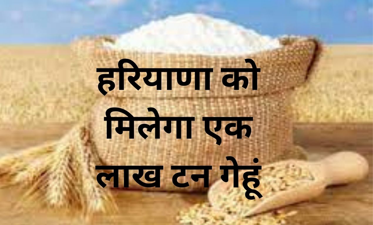 Haryana Wheat: हरियाणा को मिलेगा एक लाख टन गेहूं, सस्ता आटा देने के लिए सरकार ने बनाई यह योजना