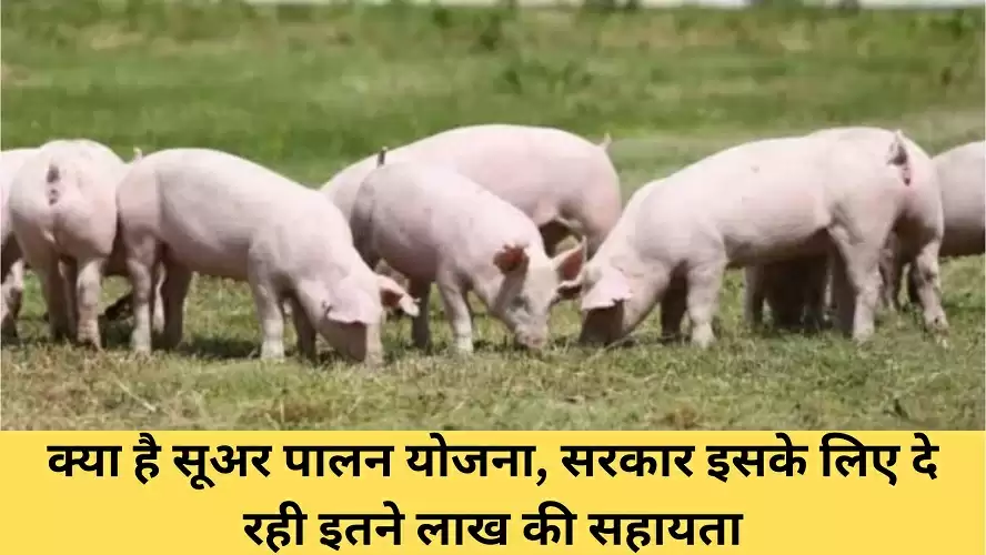 Pig Farming Scheme: क्या है सूअर पालन योजना