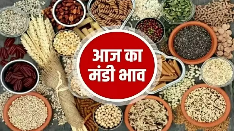 Today Mandi Bhav 15 Feb 2023: Latest prices of all crops including Guar, Narma, Cotton, Mustard in the mandis of Haryana Rajasthan