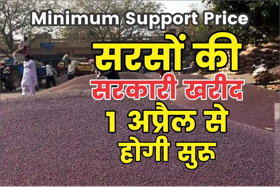 Minimum Support Price सरसों की सरकारी खरीद 1 अप्रैल से होगी सुरू, अब तक किसानों को प्रतिदिन 6 लाख का नुकसान