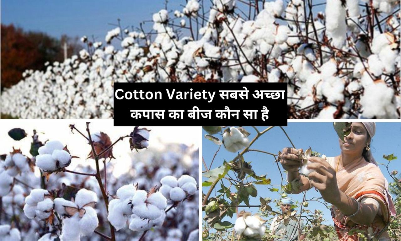 Cotton Variety सबसे अच्छा कपास का बीज कौन सा है, समझ से करें इन वैरायटी की बिजाई