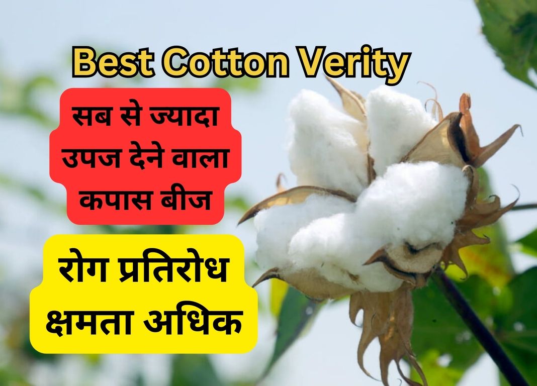 Cotton Verity: सब से ज्यादा उपज देने वाला कपास बीज, रोग प्रतिरोध क्षमता अधिक, सबसे लेटेस्ट टेक्नोलोजी वाला बीज