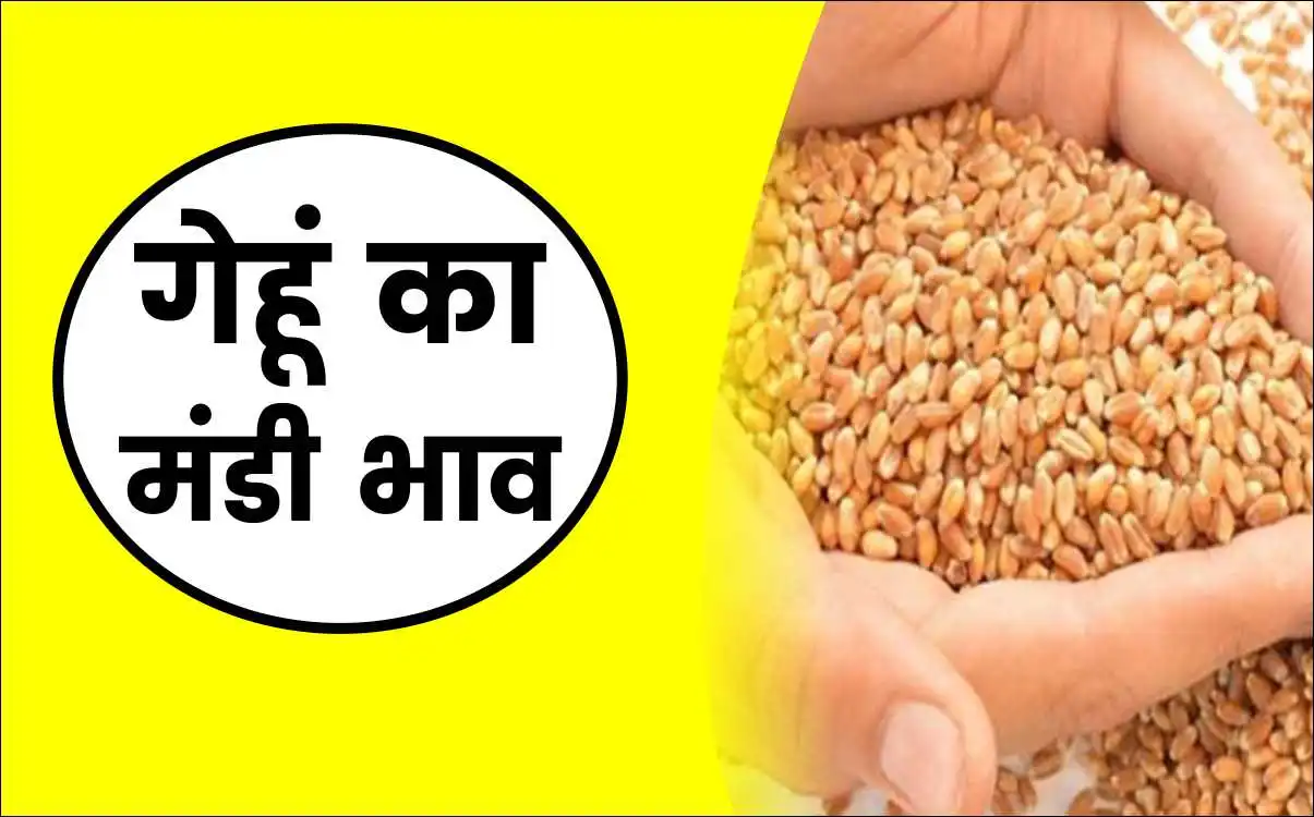 गेहूं का मंडी भाव | Gehu Ka Bhav | Wheat Rate