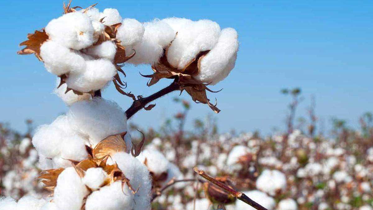 Narma Cotton rate 21 April 2023आज के नरमा और कपास के ताजा मंडी भाव 