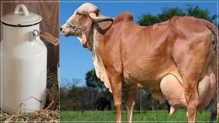 सिर्फ एक गिर गाय ही बना देगी थोड़े समय में ही लखपति, 1 दिन में देती है 40 लीटर दूध