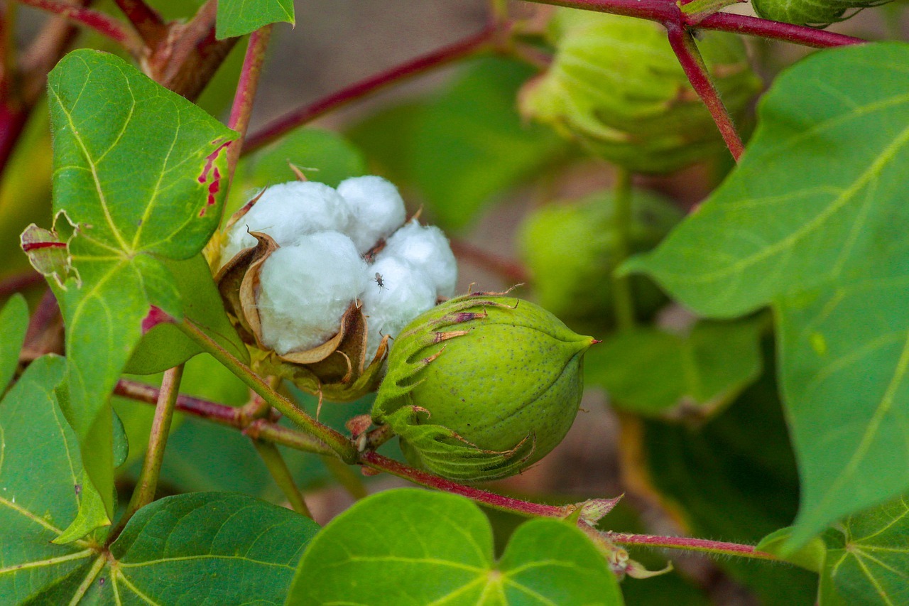 Best Cotton Farming: पास की खेती के लिए विशेष प्रबंधन, कपास की खेती के लिए मिटटी एवं जलवायु
