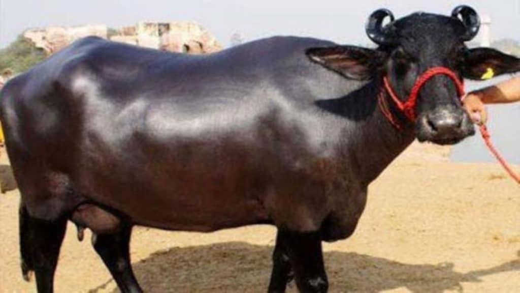 हरियाणा की गंगा ने बहाई दूध की गंगा, 1 दिन में बनाया 31 लीटर दूध देने का रिकॉर्ड, 15 लाख रुपए की बोली लगने से भी मालिक बेचने को तैयार नहीं