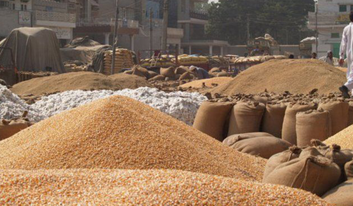 Wheat Crop : सिरसा जिले में दो लाख 47 हजार मीट्रिक टन हुई गेहूं की आवक