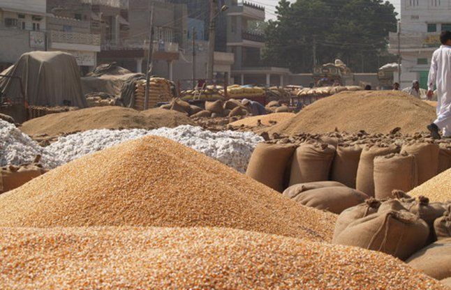 Wheat Crop फतेहाबाद में तीन लाख 7 हजार 395 मीट्रिक टन गेहूं की हुई खरीद