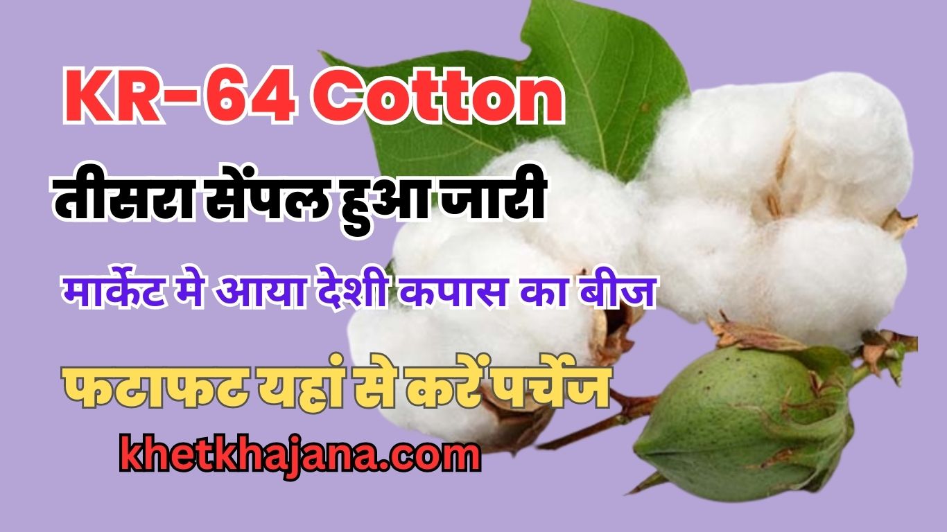 KR-64 Cotton: तीसरा सेंपल हुआ जारी, मार्केट मे आया देशी कपास का बीज, फटाफट यहां से करें पर्चेज