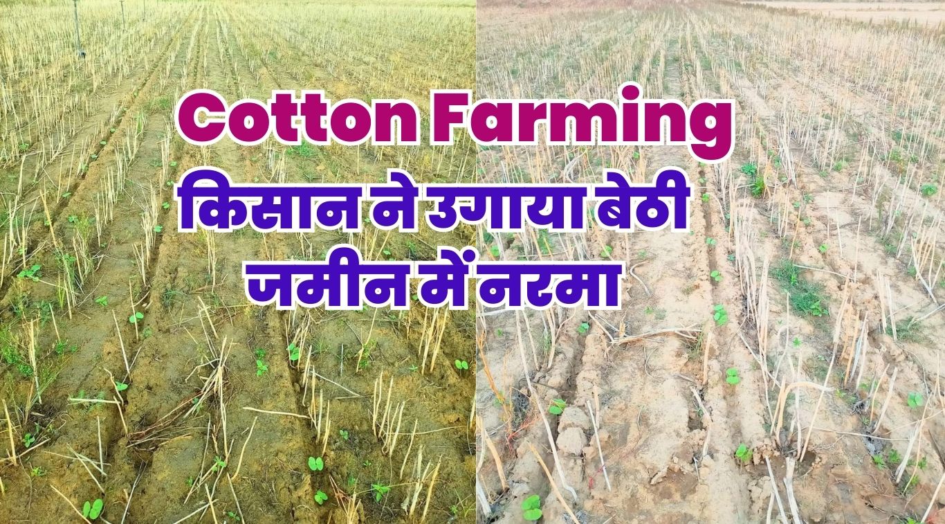 Cotton Farming: किसान ने उगाया बेठी जमीन में नरमा, फसल देख आप भी हो जाओगे इस विधि पर फ़िदा