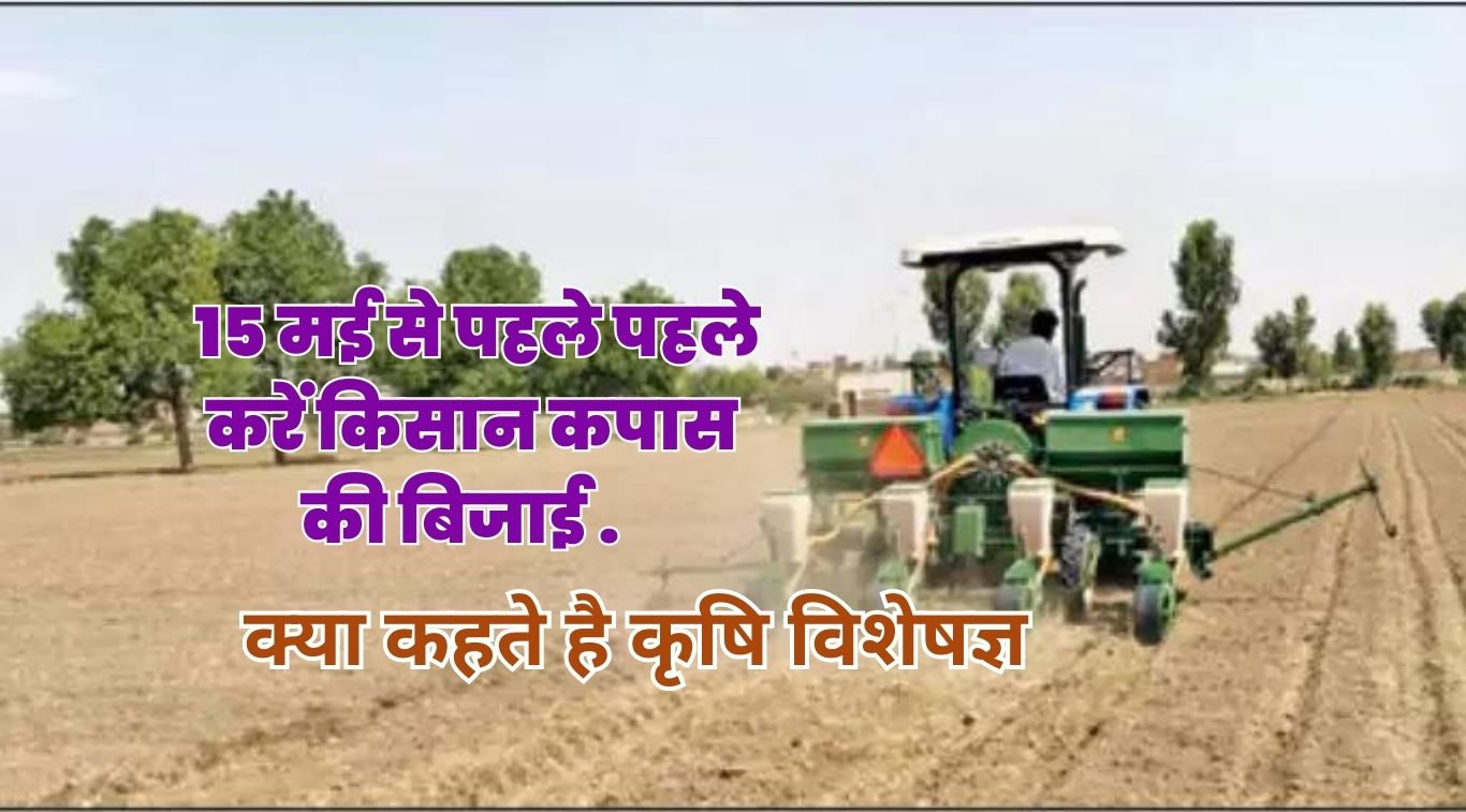 15 मई से पहले पहले करें किसान कपास की बिजाई, क्या कहते है कृषि विशेषज्ञ?