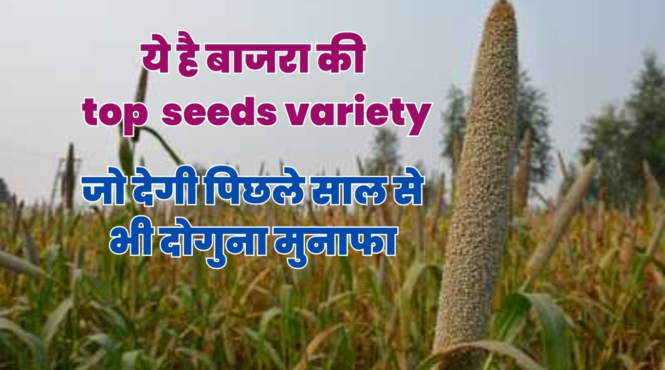 ये है बाजरा की टॉप seeds variety, जो देगी पिछले साल से भी दोगुना मुनाफा- Khetkhajana