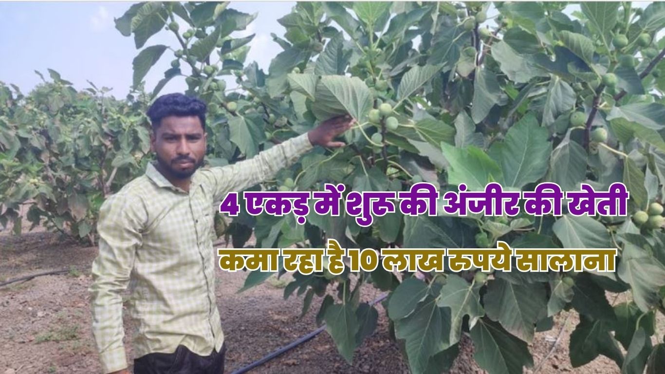 नौकरी छूट गई लेकिन हार नहीं मानी, 4 एकड़ में शुरू की अंजीर की खेती, अब कमा रहा है 10 लाख रुपये सालाना