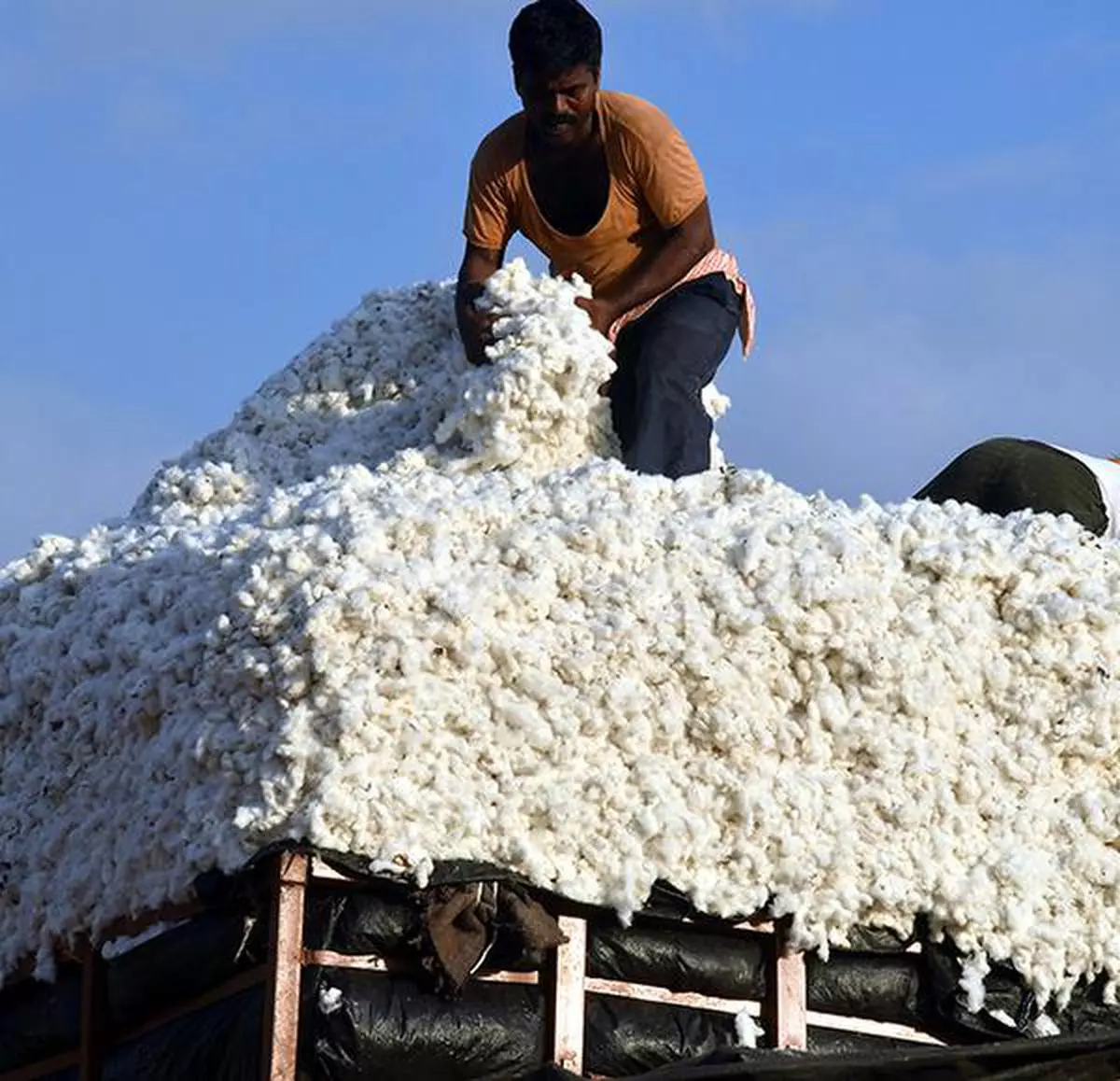 Cotton rate आज का नरमा कपास भाव 6 मई 2023 NARMA KAPAS BHAV TODAY