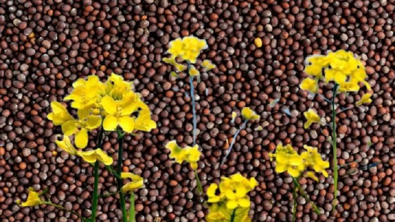 Mustard सरसों का भाव Sarso bhav Today 12-05-2023