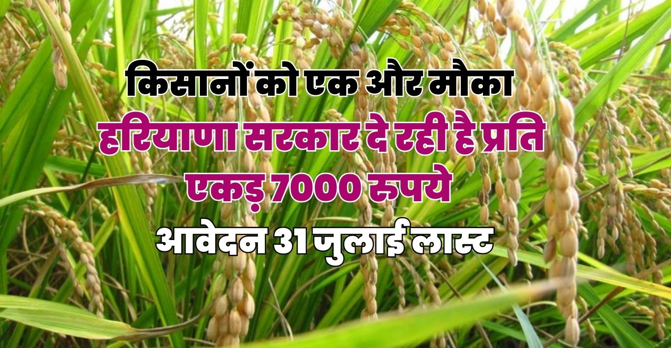 किसानों को एक और मौका, हरियाणा सरकार दे रही है प्रति एकड़ 7000 रुपये, आवेदन 31 जुलाई लास्ट